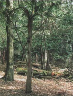 Rezerwat 'Cisy Staropolskie' w Wierzchlesie (fot. S.Kinelski)